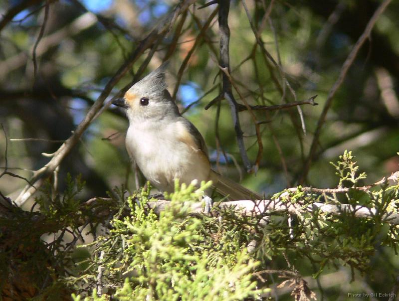 Tufted Titmouse 